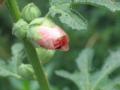 pink flowered mallow, opening bud